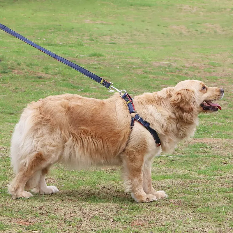 3er-Set Leine Brustgeschirr & Halsband für Hunde Jeansoptik Moodbild