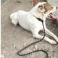 Zugstopp Leine für Hunde gepolsterter Griff Hundeleine mit integriertem Halsband 1,4 Meter