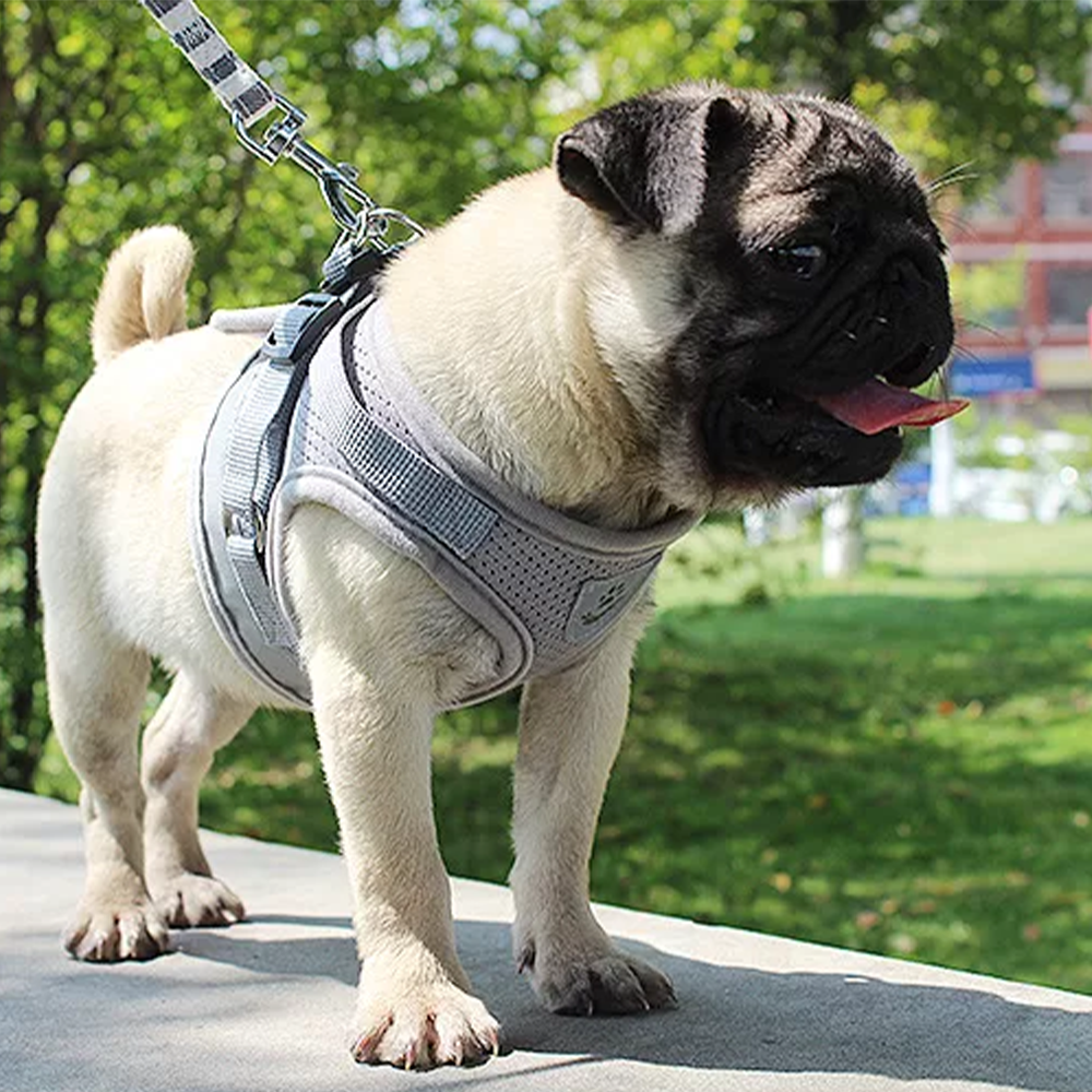Brustgeschirr Laufgeschirr für Hunde inklusive Leine und Reflektor Detailaufnahme Grau